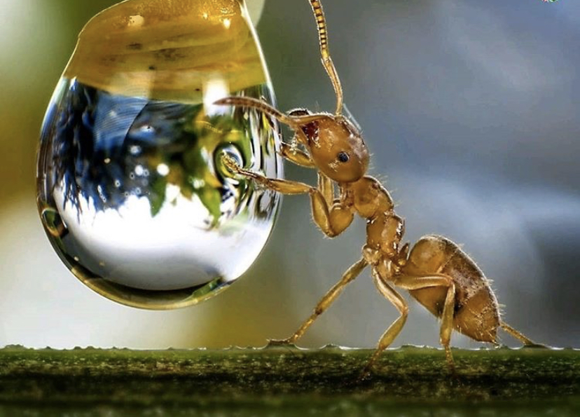 Mieren Rattaplan Pest Control BV Bel Nu Instectenbestrijding België